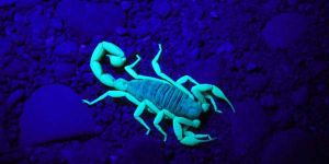 scorpion in neon
