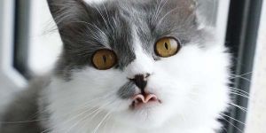 cat with tongue
