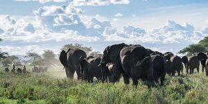 слоны в саване