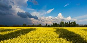 поле и небо Украины